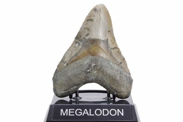 Fossil Megalodon Tooth - North Carolina #360793